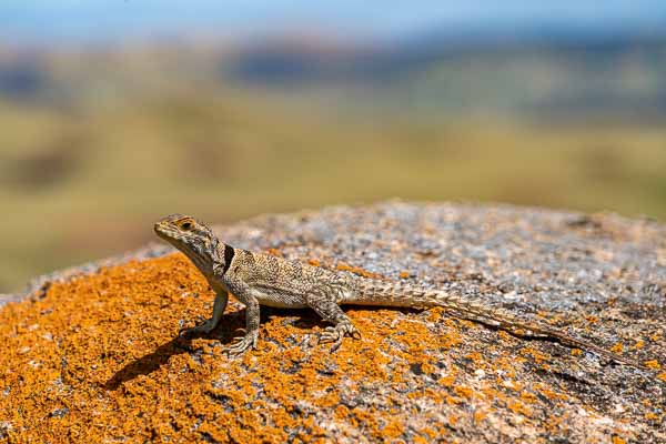 Iguane