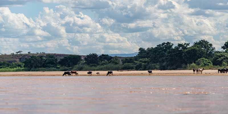 Fleuve Manambolo, zébus