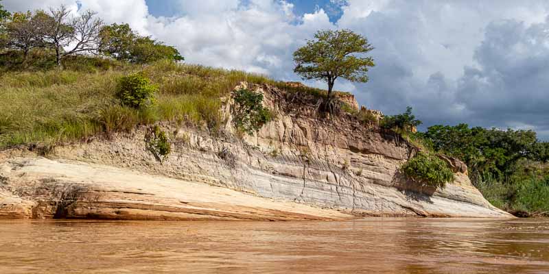 Fleuve Manambolo, arbre précaire