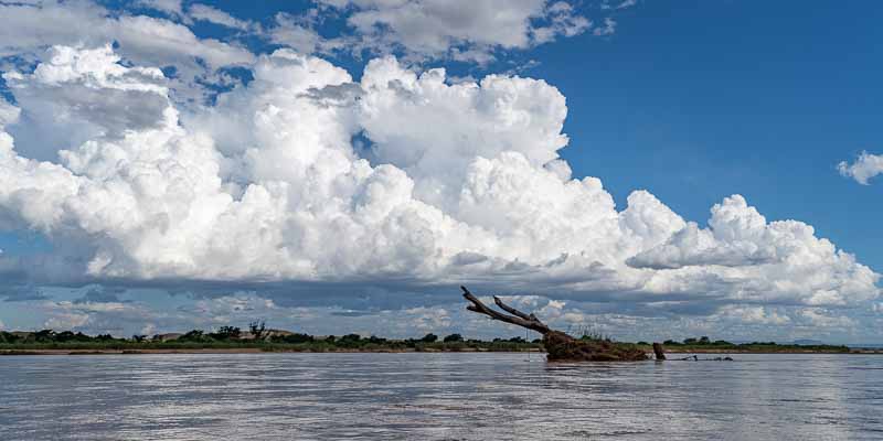 Fleuve Manambolo, arbre échoué