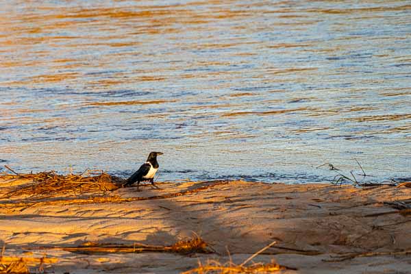 Corbeau pie (Corvus albus)