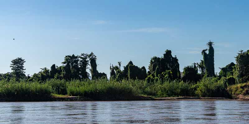 Fleuve Manambolo, végétation sur la rive
