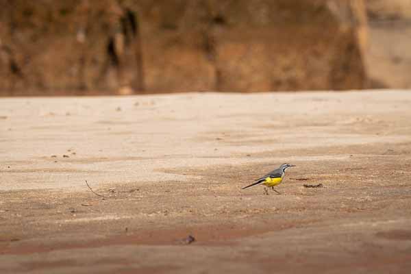 Bergeronnette malgache (Motacilla flaviventris)