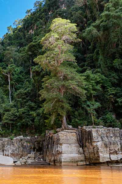 Fleuve Manambolo, gorges, arbre sur un rocher