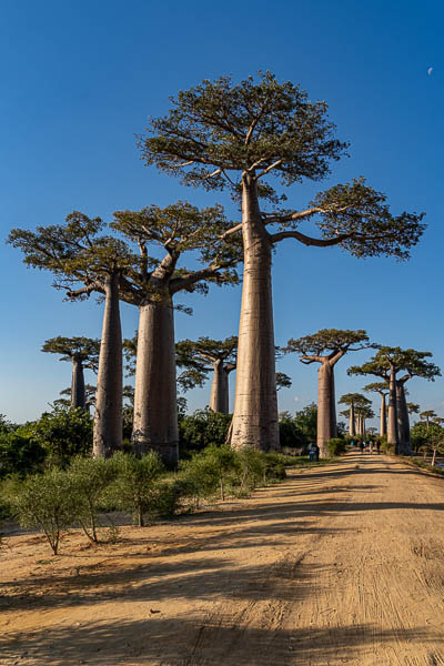 Allée des baobabs