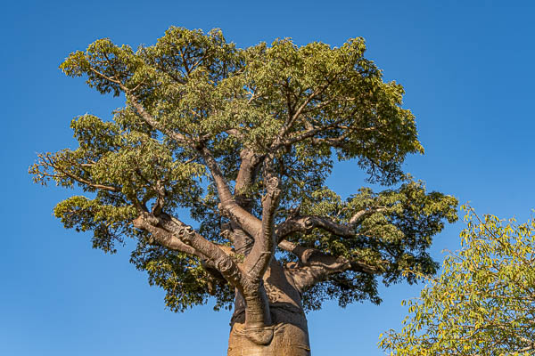 Allée des baobabs