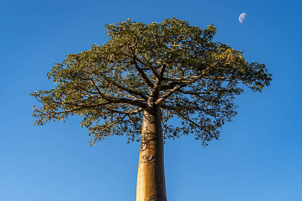 Allée des baobabs