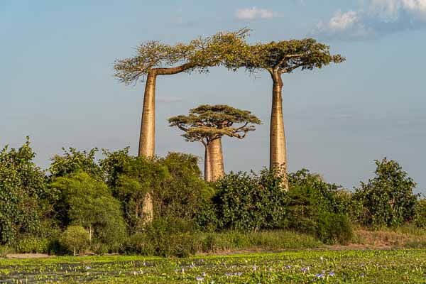 Allée des baobabs : la porte