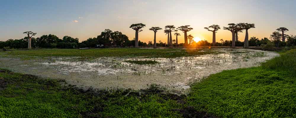 Allée des baobabs