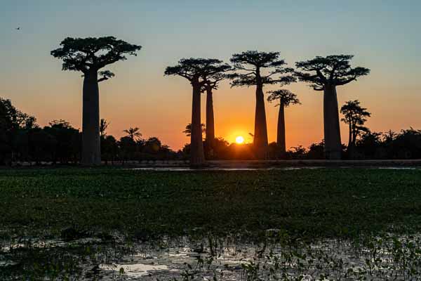 Allée des baobabs