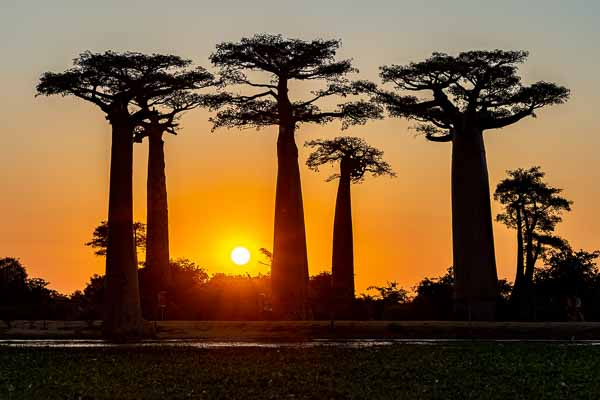 Allée des baobabs