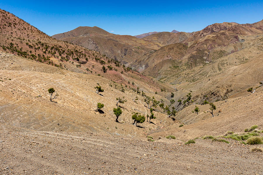 Chênes verts, vallée vers Tagoukht