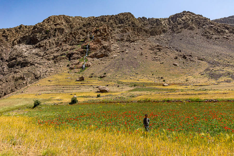 Cascade et coquelicots