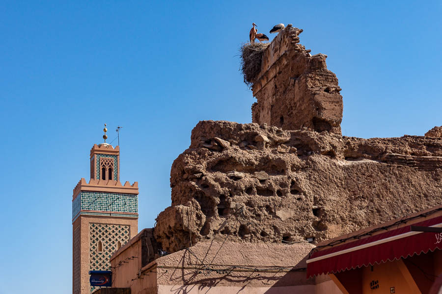 Marrakech : cigognes