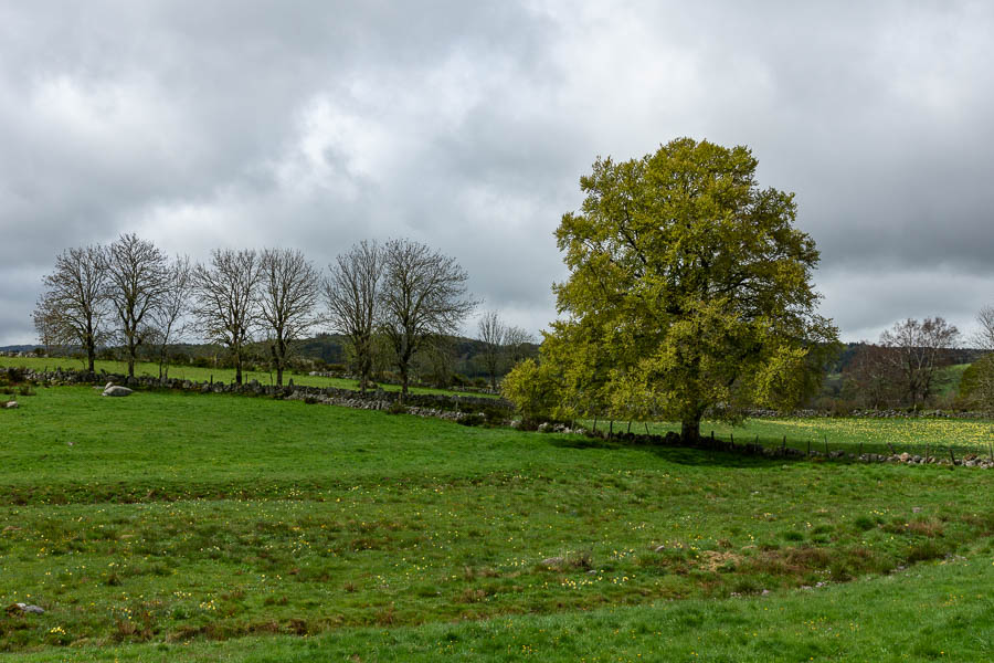 Arbres et pré