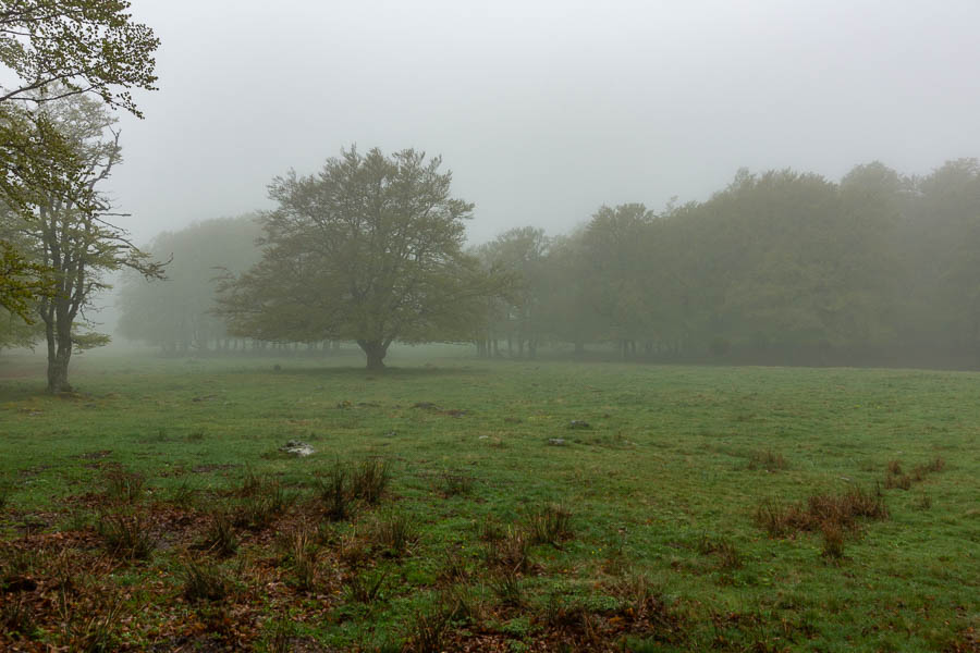 Arbre dans la brume