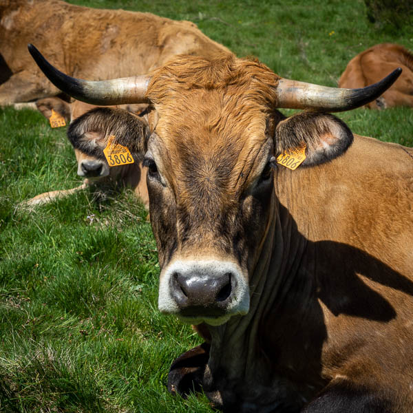 Vache de race Aubrac