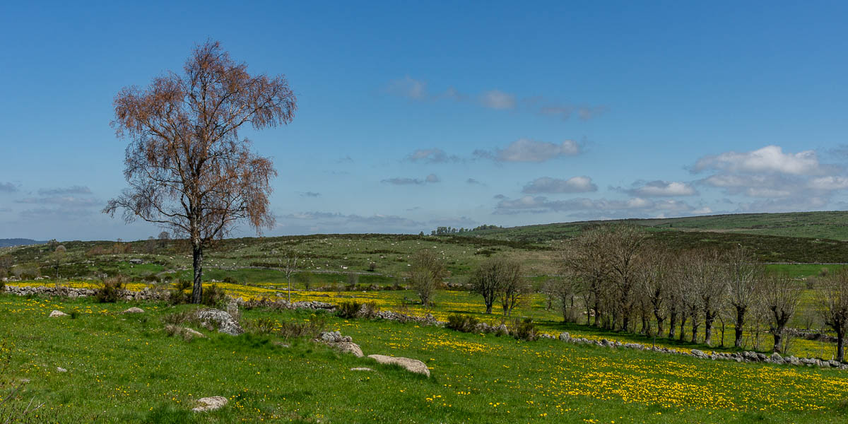 Paysage de l'Aubrac