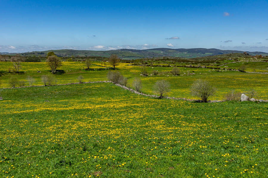 Paysage de l'Aubrac