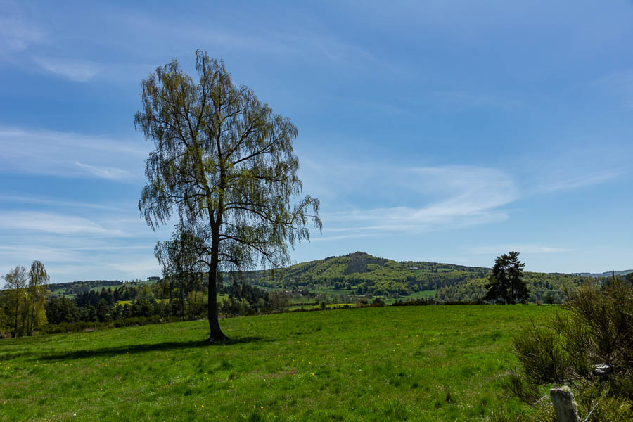 Arbre et mont Alhérac