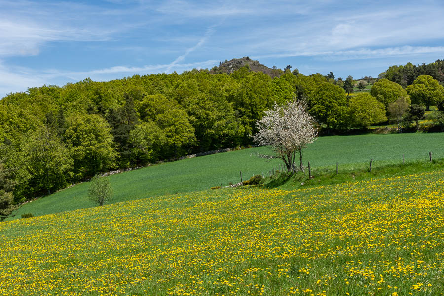 Printemps