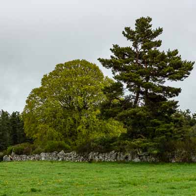 Arbres et mur de granit