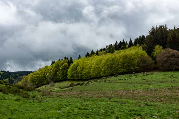 Forêt du roc de St-Jean