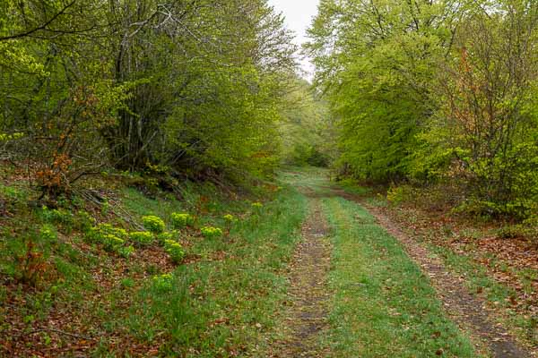 Piste en forêt