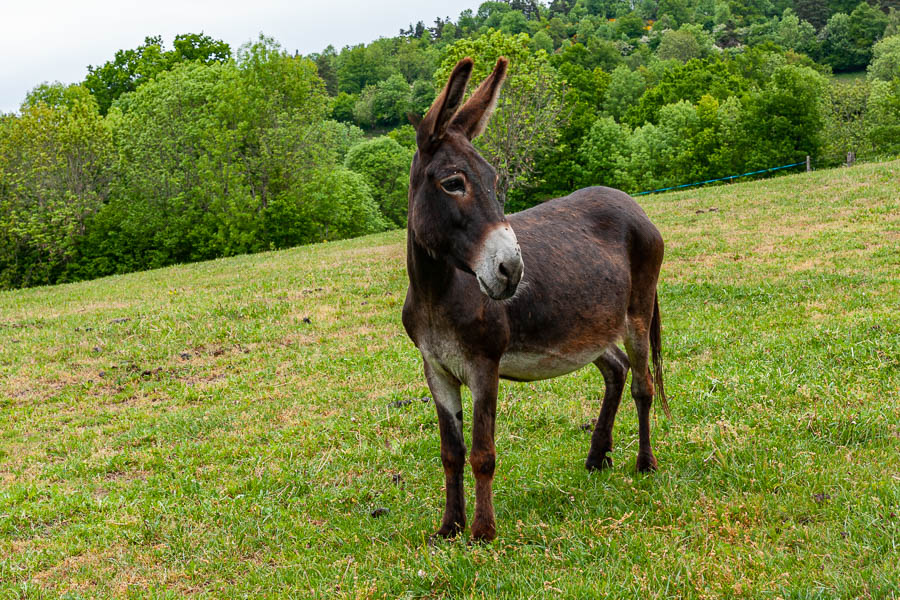 Âne près de Serre