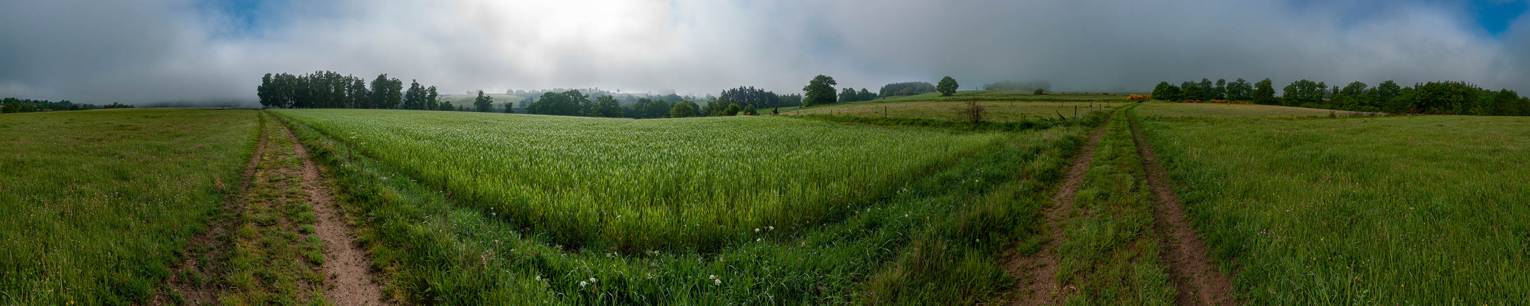 Champs dans la brume matinale