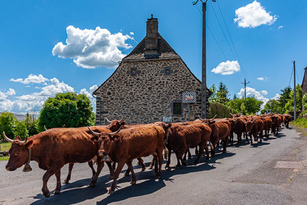 Cussac : vaches salers