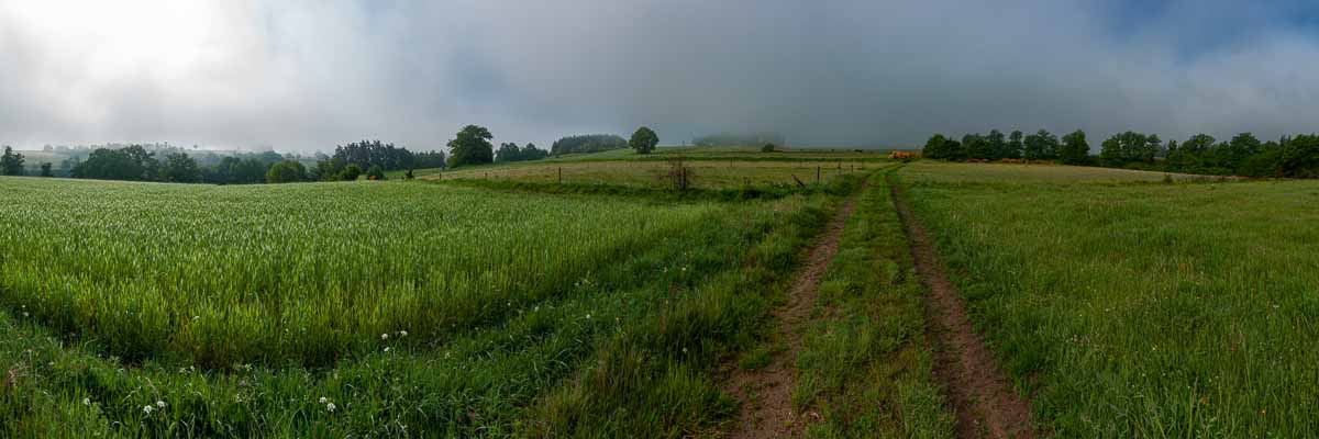 Champs dans la brume matinale