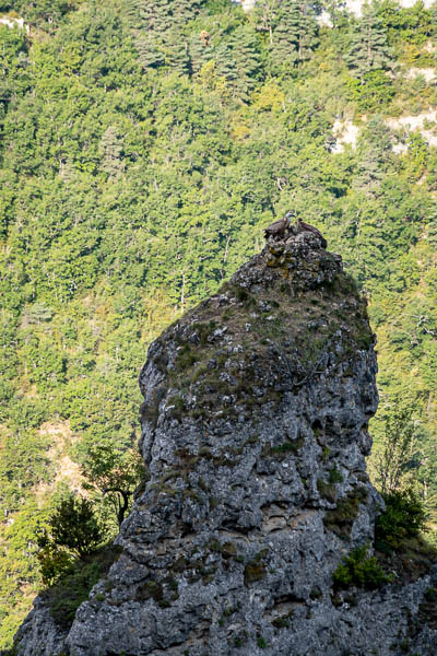 Vautours fauves (Gyps fulvus)