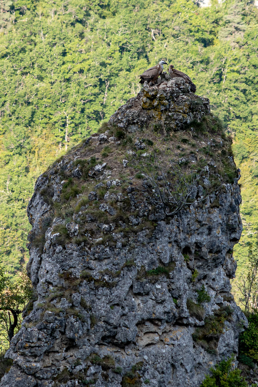 Vautours fauves (Gyps fulvus)