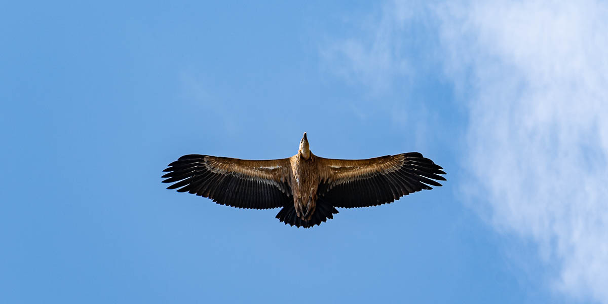 Vautour fauve (Gyps fulvus)