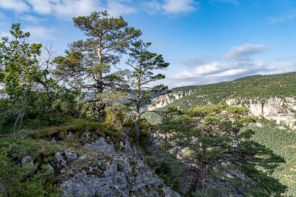 Gorges du Tarn : pins sylvestres