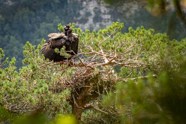 Zen, poussin de vautour moine