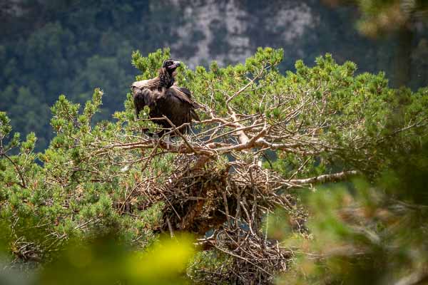 Zen, poussin de vautour moine