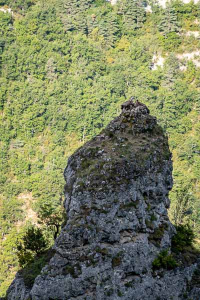 Vautours fauves