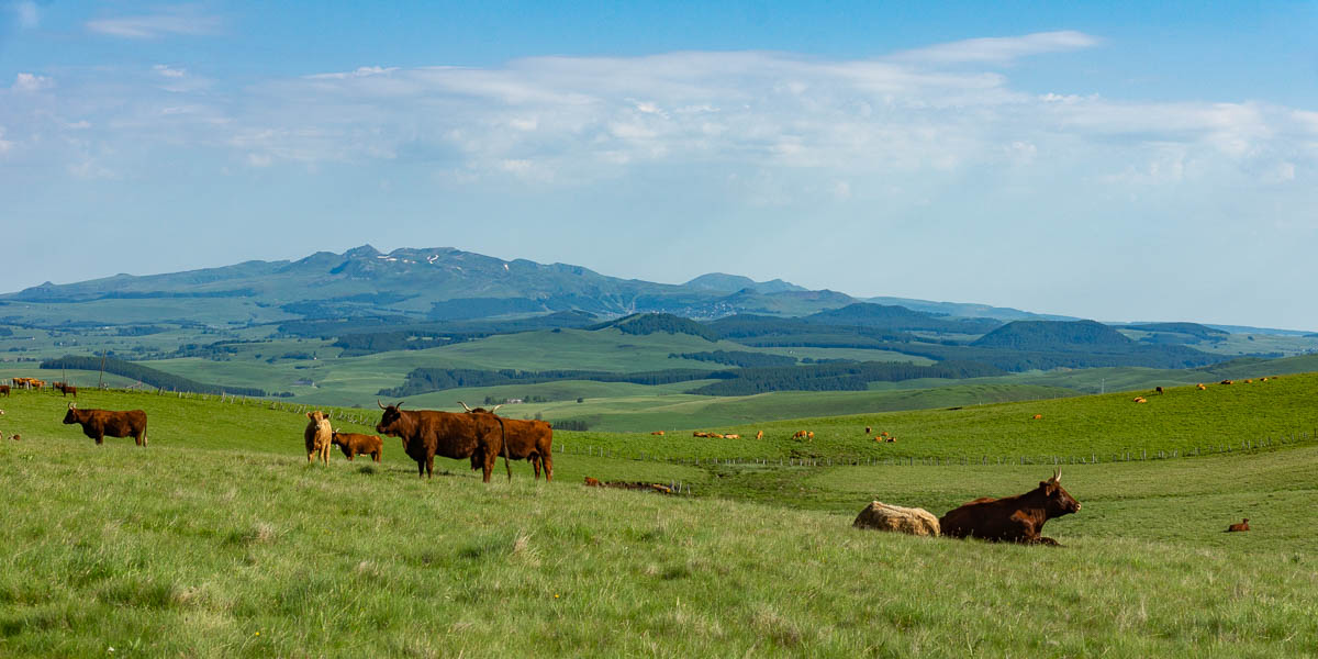 Vaches salers, massif du Sancy