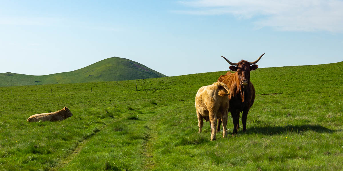 Vaches salers, mont Chamaroux