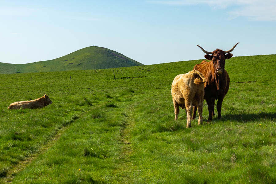 Vaches salers, mont Chamaroux