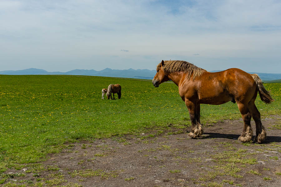 Chevaux et monts du Cantal