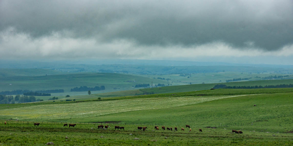 Cézallier dans la brume, vaches