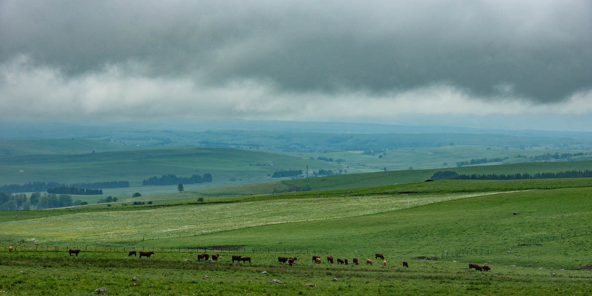 Cézalier dans la brume, vaches