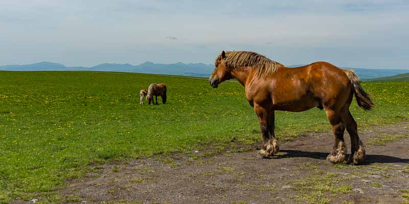 Chevaux et monts du Cantal