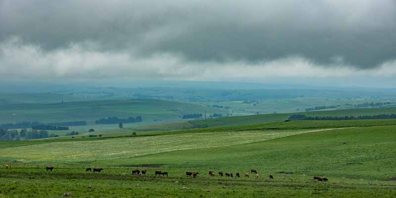 Cézallier dans la brume, vaches