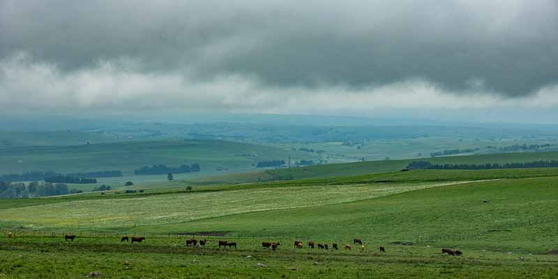 Cézalier dans la brume, vaches