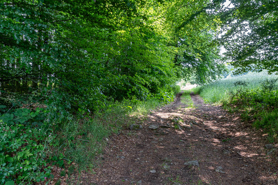Chemin forestier près de la Chabrière