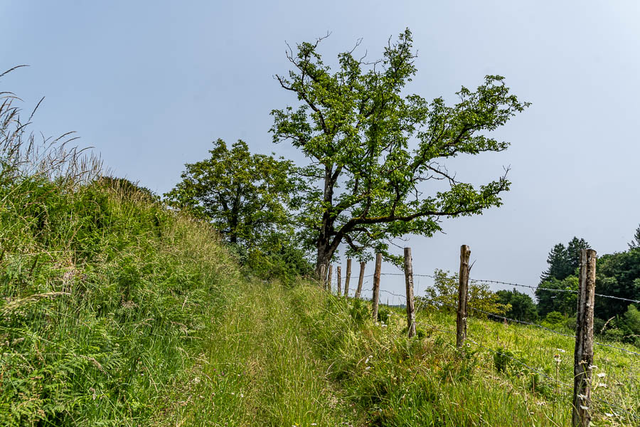 Chemin et arbre près du moulin de Bonnefond
